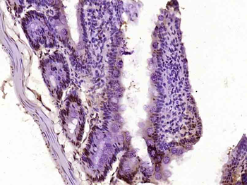 Phospho-AMPK alpha-1 (Ser184) Rabbit Polyclonal Antibody
