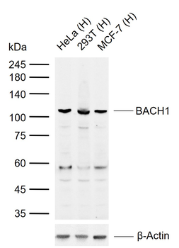 BACH1 Rabbit Polyclonal Antibody