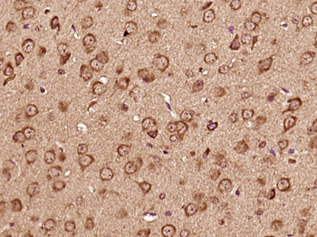 CDC42EP3 Rabbit Polyclonal Antibody