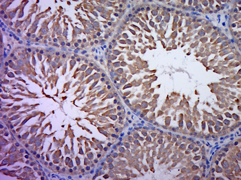 C19orf50 Rabbit Polyclonal Antibody