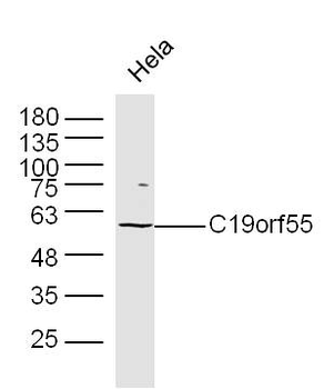 C19orf55 Rabbit Polyclonal Antibody