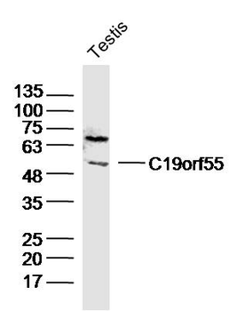 C19orf55 Rabbit Polyclonal Antibody
