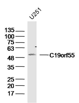 C19orf55 Rabbit Polyclonal Antibody
