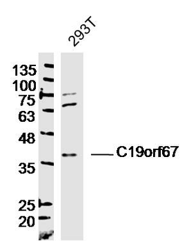 C19orf67 Rabbit Polyclonal Antibody