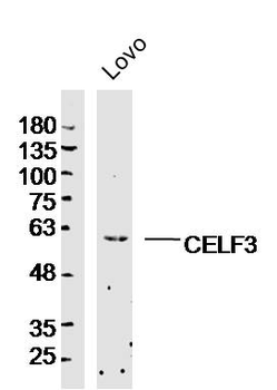 CELF3 Rabbit Polyclonal Antibody