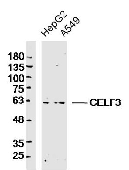 CELF3 antibody