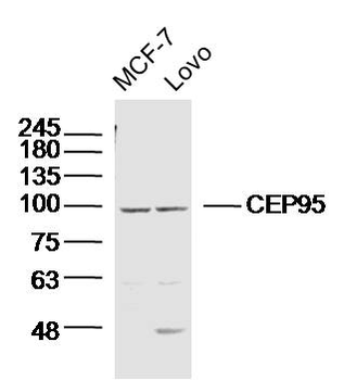 CEP95 Rabbit Polyclonal Antibody