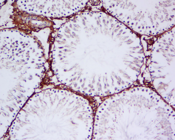 Cezanne Rabbit Polyclonal Antibody