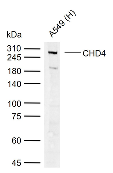 CHD4 Rabbit Polyclonal Antibody