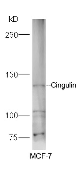Cingulin Rabbit Polyclonal Antibody