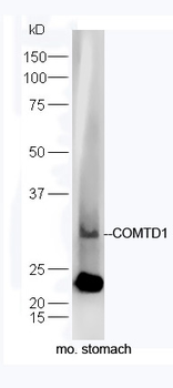 COMTD1 Rabbit Polyclonal Antibody