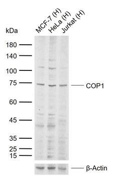COP1 Rabbit Polyclonal Antibody