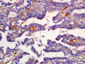 COX6B2 Rabbit Polyclonal Antibody