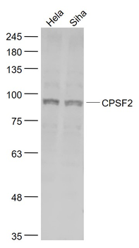 CPSF2 Rabbit Polyclonal Antibody