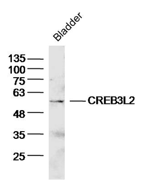 CREB3L2 Rabbit Polyclonal Antibody