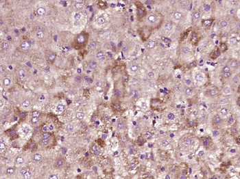CRISP10 Rabbit Polyclonal Antibody
