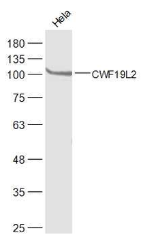 CWF19L2 Rabbit Polyclonal Antibody