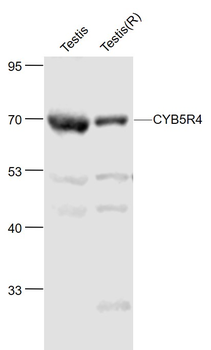 CYB5R4 Rabbit Polyclonal Antibody