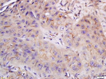 CYB5R4 Rabbit Polyclonal Antibody