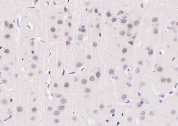 Phospho-Cyclin C (Ser275) Rabbit Polyclonal Antibody