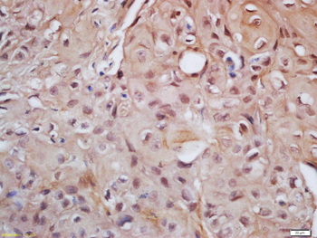 Phospho-Cyclin H (Thr315) Rabbit Polyclonal Antibody