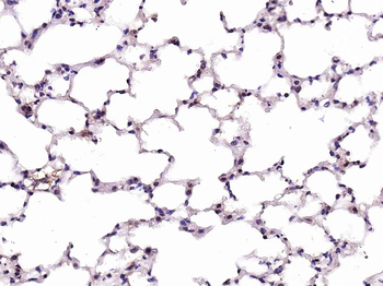 Cyclophilin E Rabbit Polyclonal Antibody