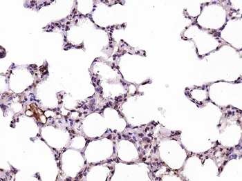 Cyclophilin E Rabbit Polyclonal Antibody