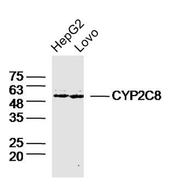 CYP2C8 Rabbit Polyclonal Antibody