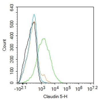 Claudin 5 Rabbit Polyclonal Antibody