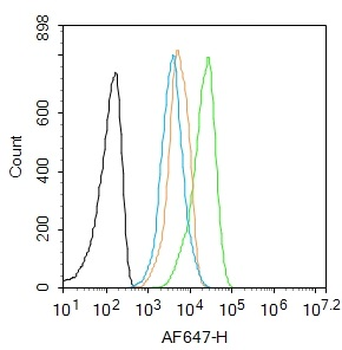 C5a anaphylatoxin Rabbit Polyclonal Antibody