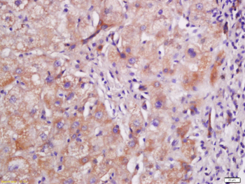 C5a anaphylatoxin Rabbit Polyclonal Antibody