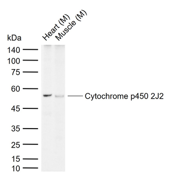 Cytochrome p450 2J2 Rabbit Polyclonal Antibody
