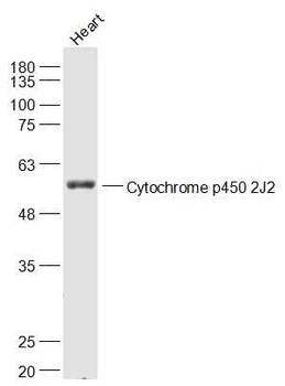 Cytochrome p450 2J2 Rabbit Polyclonal Antibody
