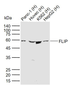 FLIP Rabbit Polyclonal Antibody