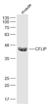FLIP Rabbit Polyclonal Antibody