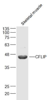 FLIP Rabbit Polyclonal Antibody