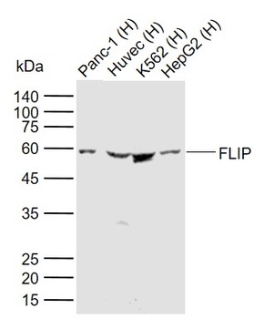 CFLIP antibody