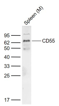 CD55 Rabbit Polyclonal Antibody