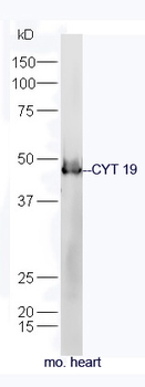 CYT 19 Rabbit Polyclonal Antibody
