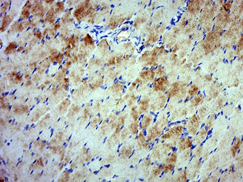 C12orf72 Rabbit Polyclonal Antibody