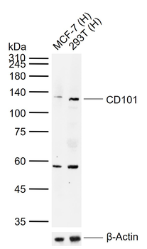 CD101 Rabbit Polyclonal Antibody