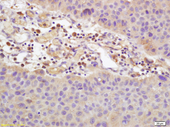 CD101 Rabbit Polyclonal Antibody