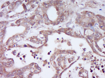 DEFB109 Rabbit Polyclonal Antibody