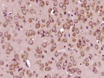 Density Regulated Protein Rabbit Polyclonal Antibody