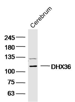 DHX36 Rabbit Polyclonal Antibody