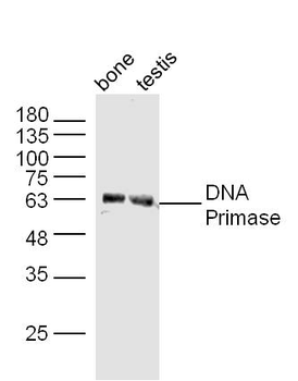 DNA Primase Rabbit Polyclonal Antibody