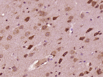 DND1 Rabbit Polyclonal Antibody