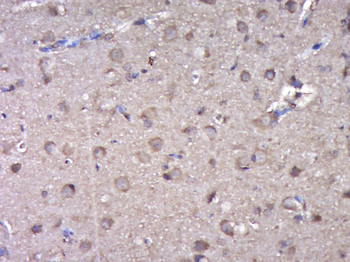 DOPEY2 Rabbit Polyclonal Antibody