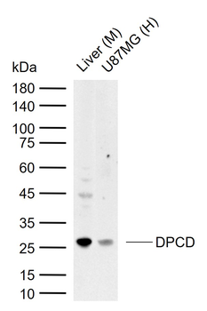 DPCD Rabbit Polyclonal Antibody