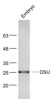 DSU Rabbit Polyclonal Antibody